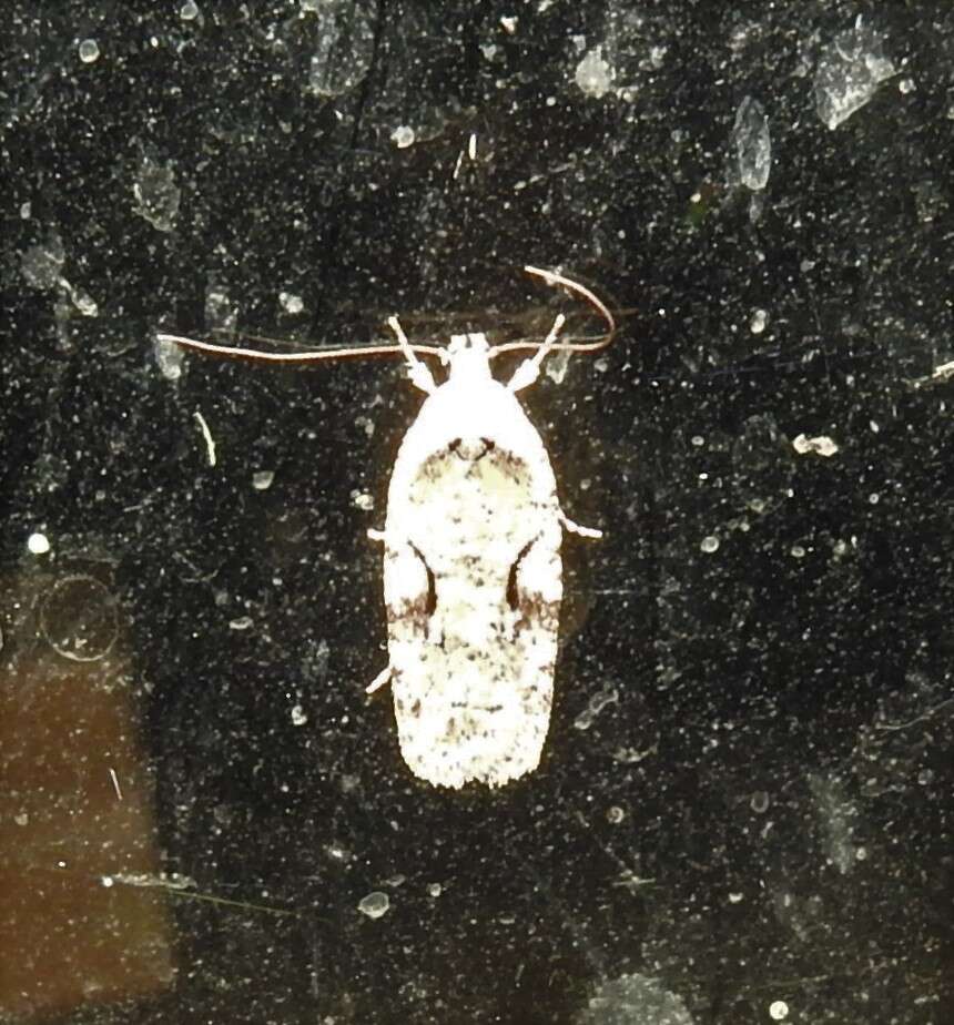 Image of Agonopterix curvilineella Beutenmüller 1889