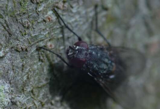 Image of House fly