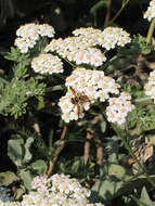 Image of Trichopoda subdivisa (Townsend 1908)