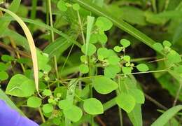 Image of Euphorbia ocymoidea L.