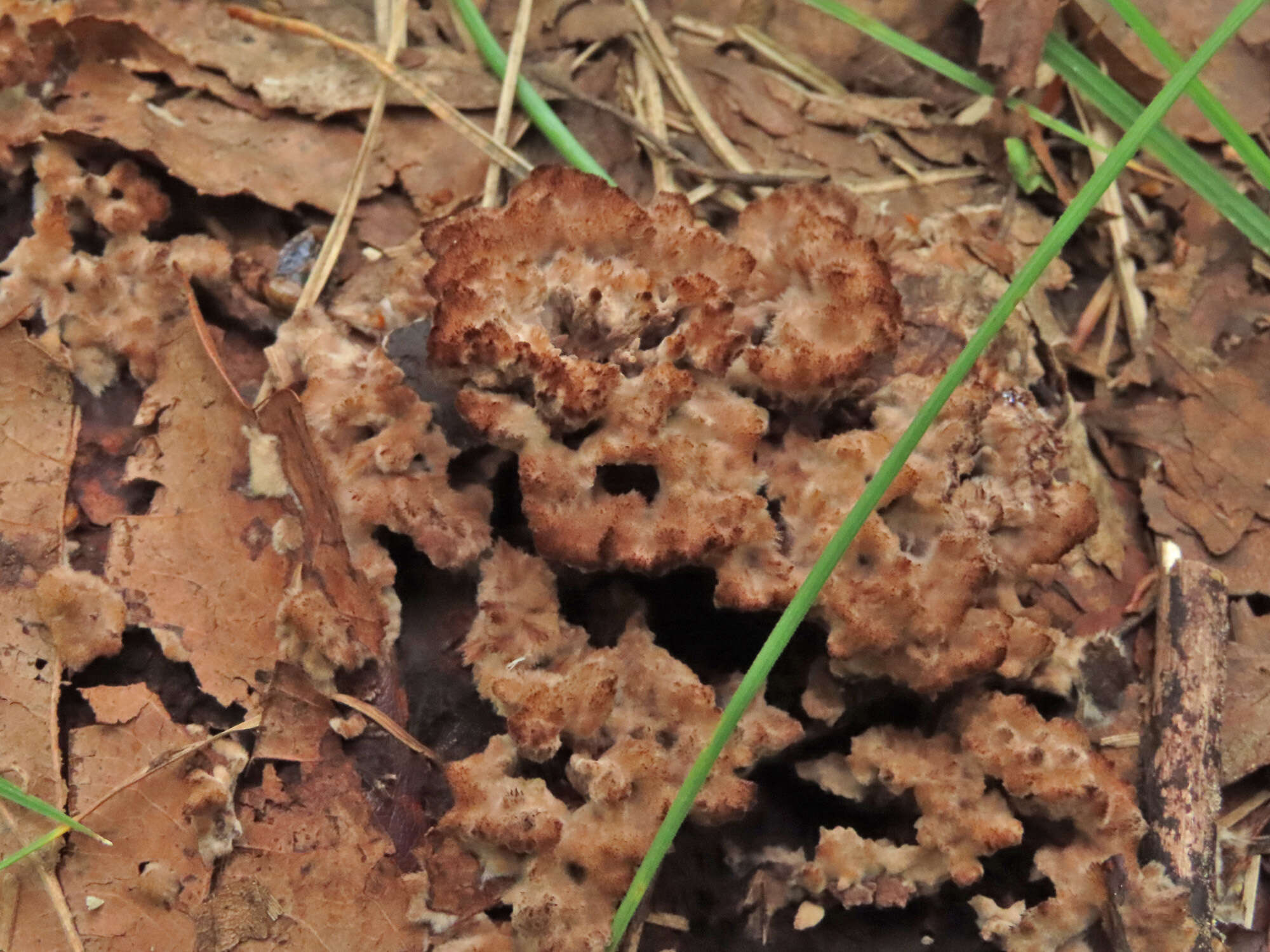 Слика од Thelephora terrestris Ehrh. 1787