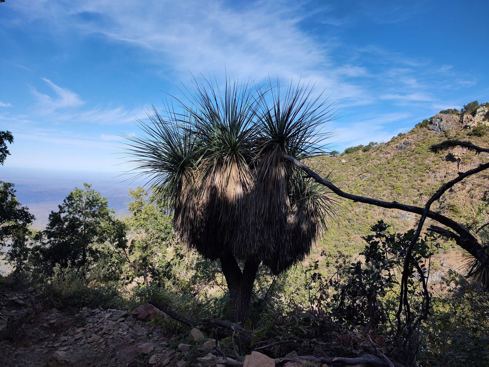 Image de Nolina beldingii Brandegee