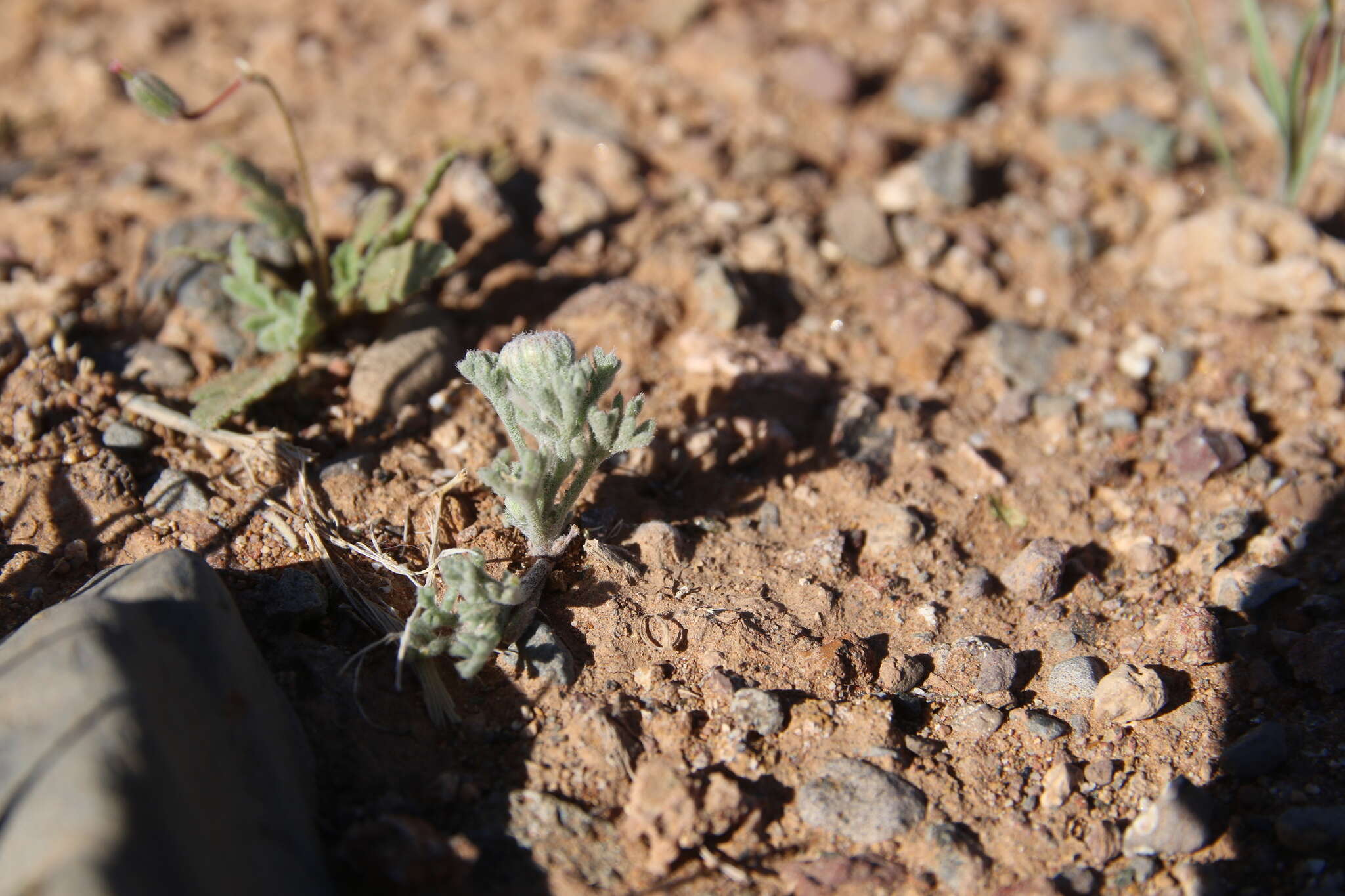 Image of Anthemis melampodina Del.