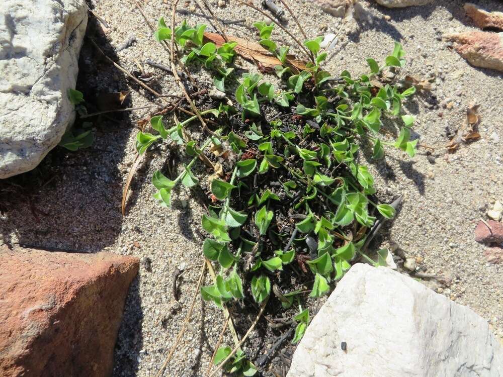 Imagem de Psoralea imbricata (L. fil.) T. M. Salter