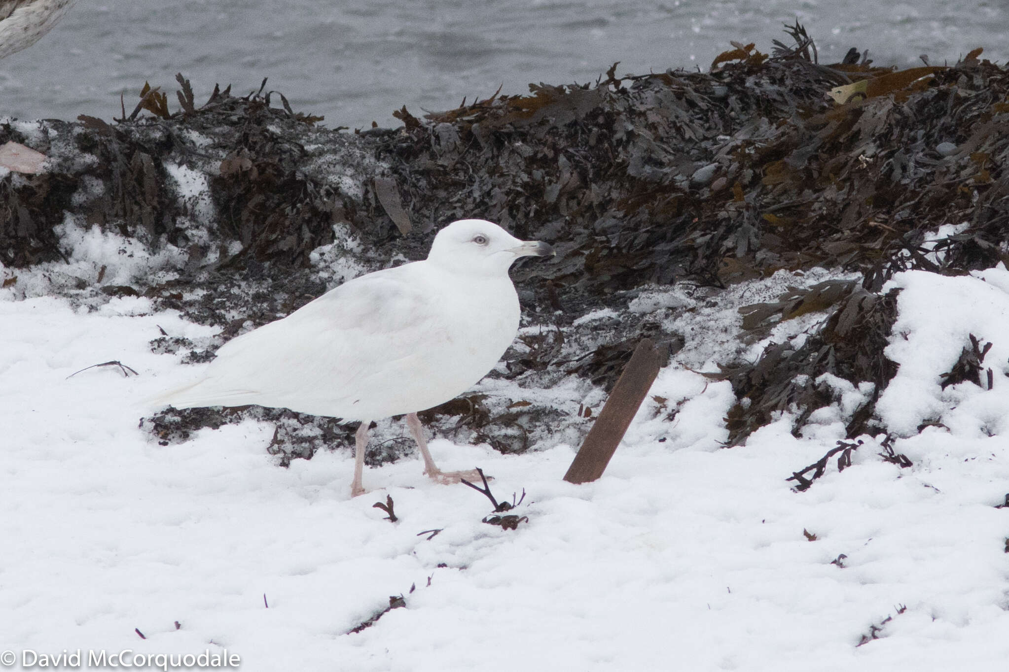 Image de Larus glaucoides kumlieni Brewster 1883