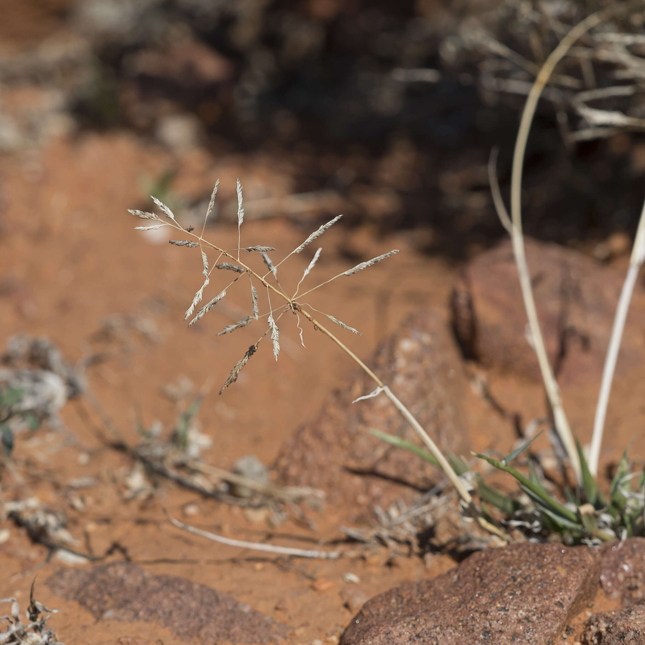 Image of Sporobolus actinocladus (F. Muell.) F. Muell.