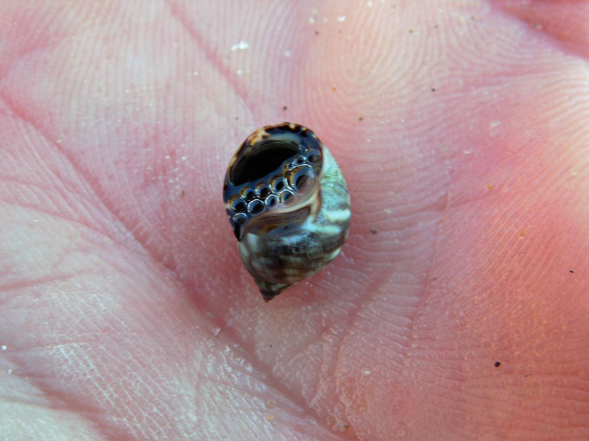 Image of eroded periwinkle