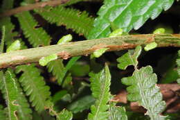 Image of Taiwan maiden fern