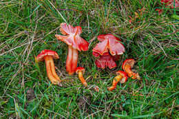 Sivun Hygrocybe splendidissima (P. D. Orton) M. M. Moser 1967 kuva