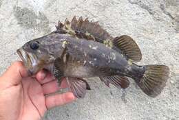 Image of Grass rockfish