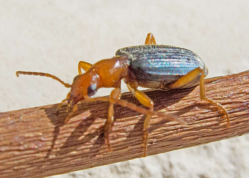 Imagem de Brachinus (Brachinus) ejaculans Fischer von Waldheim 1828