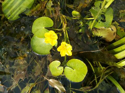 Image of yellow floatingheart