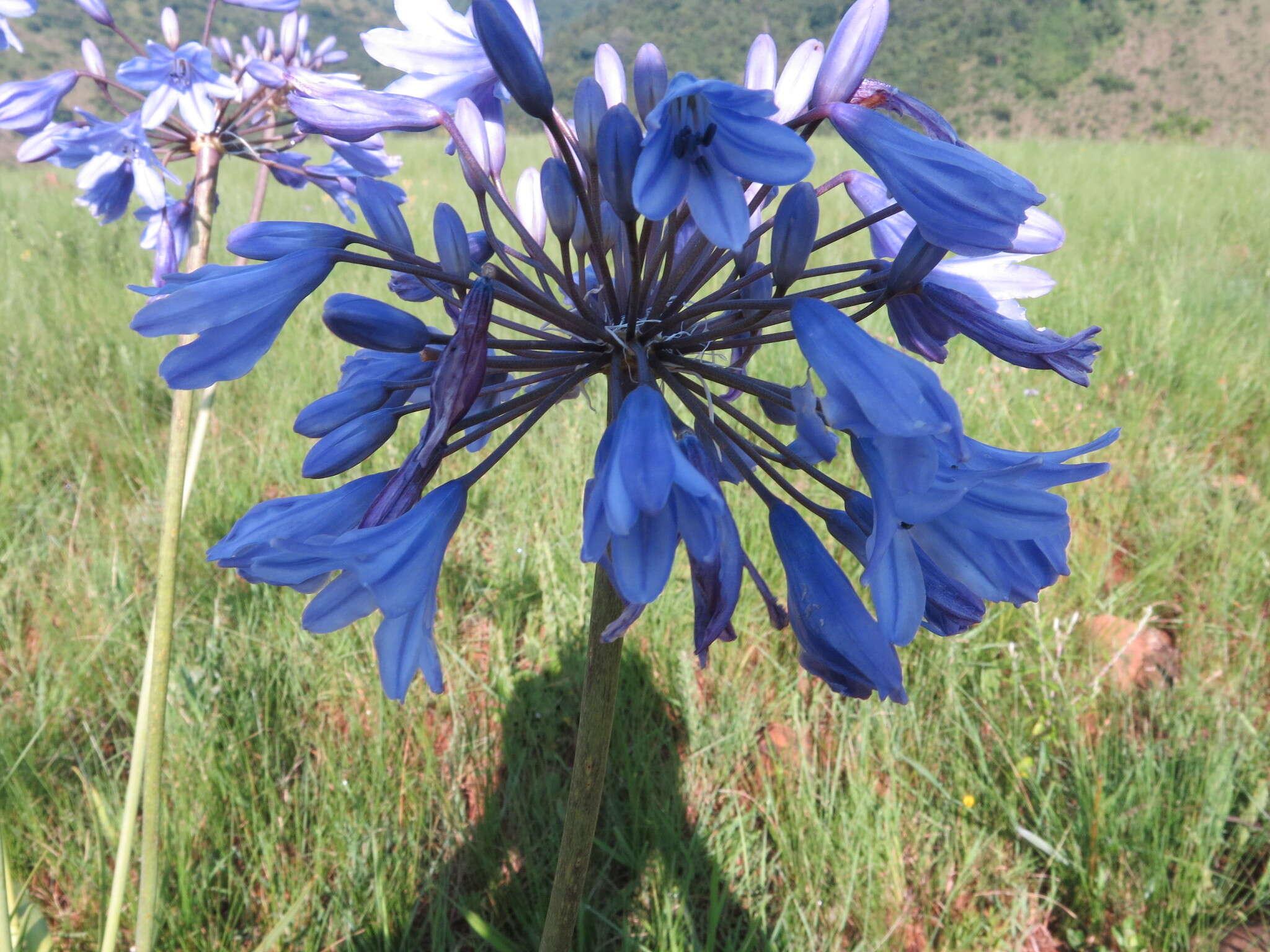 Image of Agapanthus campanulatus subsp. campanulatus