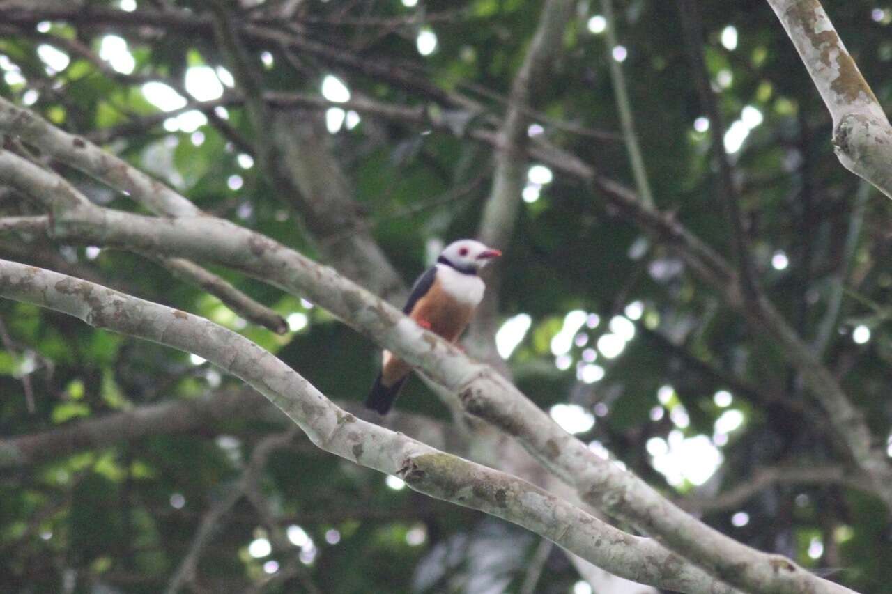 Imagem de Prionops rufiventris (Bonaparte 1853)