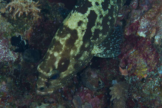 Image of Camouflage Grouper