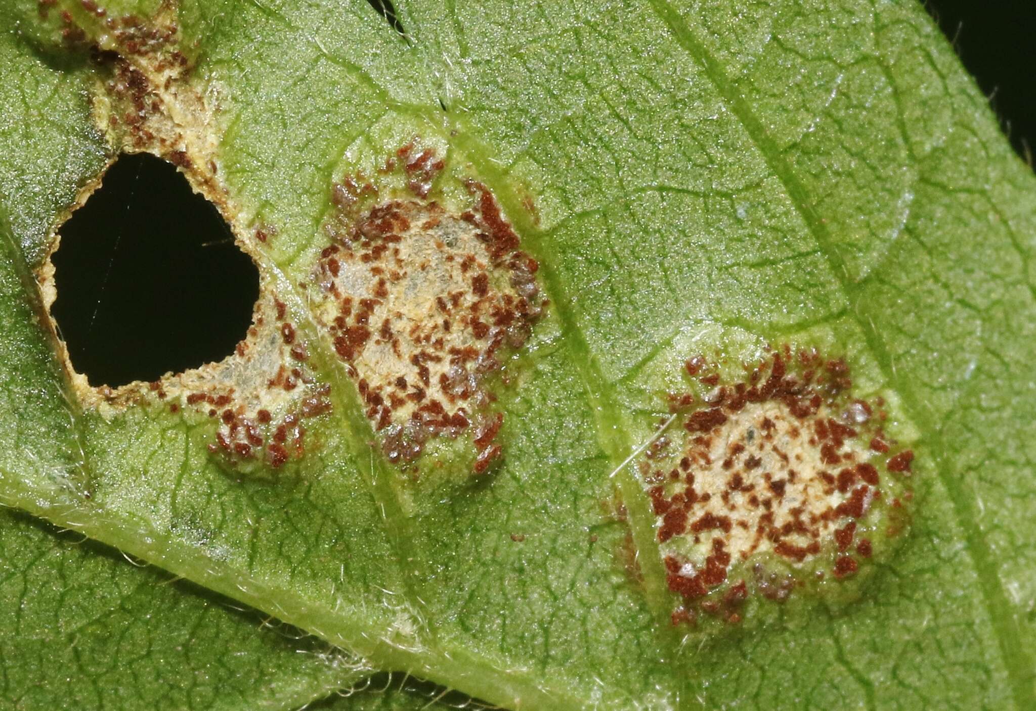 Image of Puccinia arechavaletae Speg. 1881