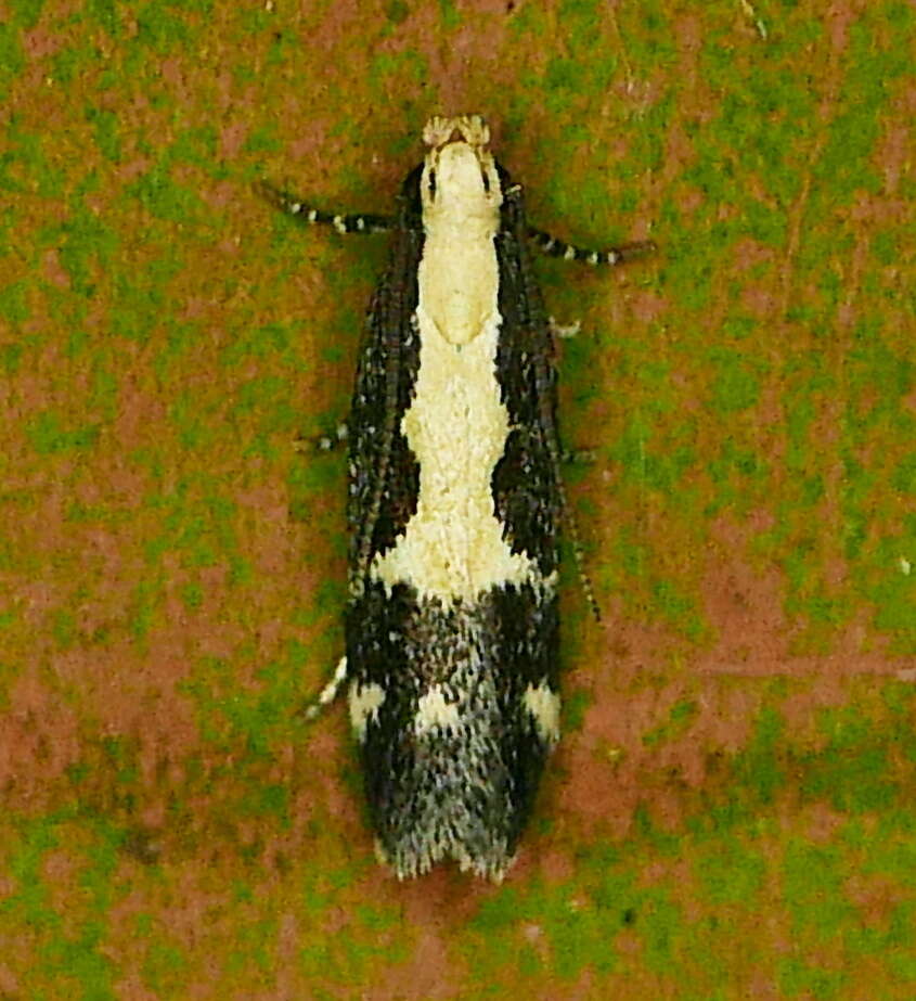 Image of Chionodes dentella Busck 1903