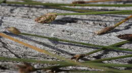 Image of Isolepis reticularis Colenso