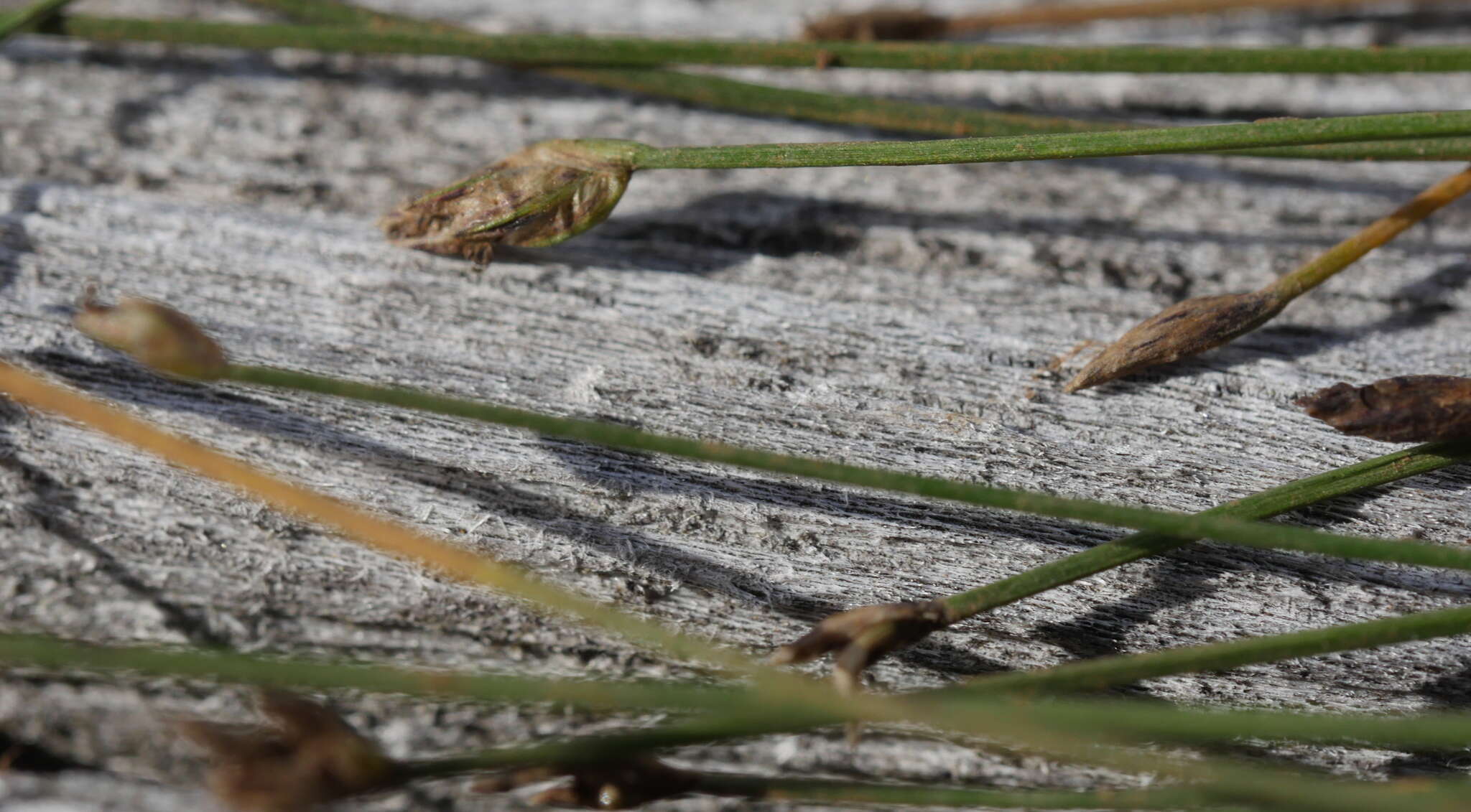 Image of Isolepis reticularis Colenso