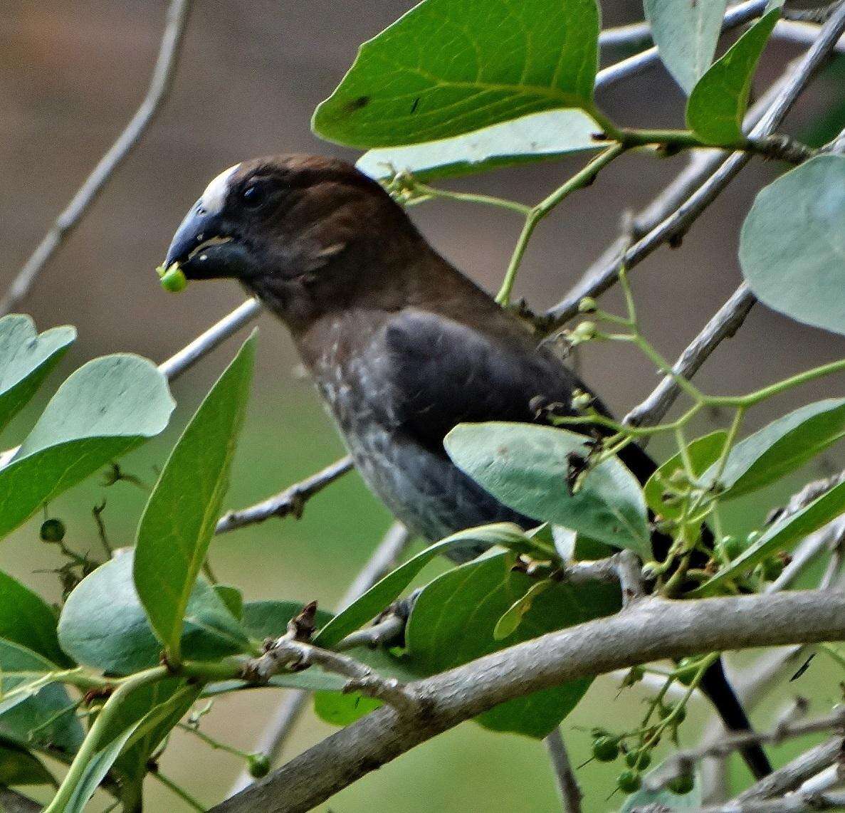 Image of Amblyospiza albifrons woltersi Clancey 1956