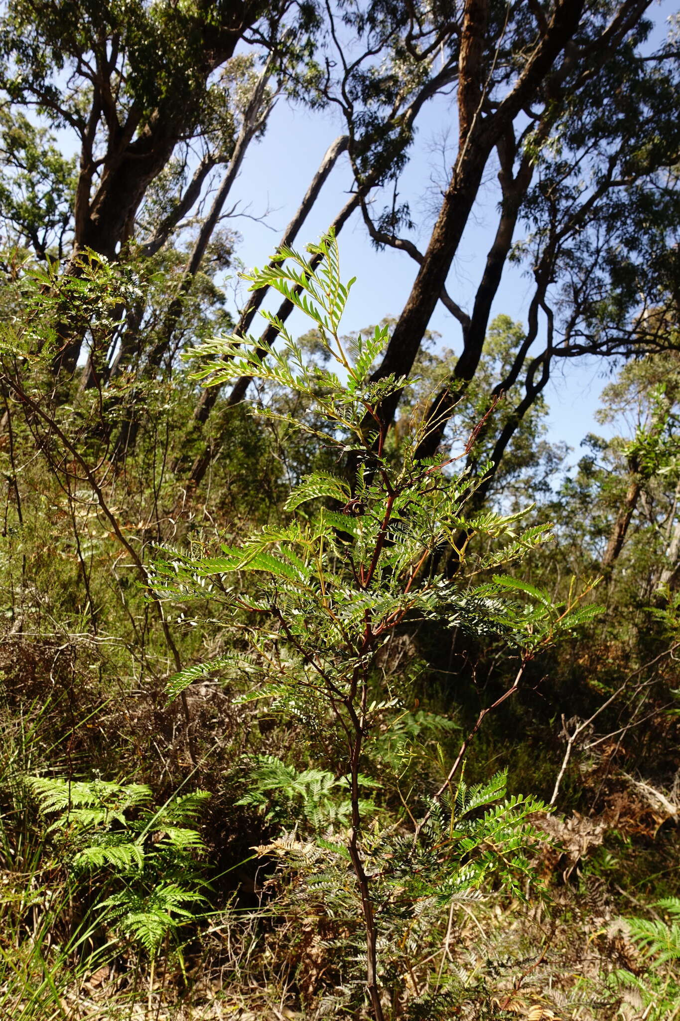 Imagem de Acacia terminalis (Salisb.) J. F. Macbr.