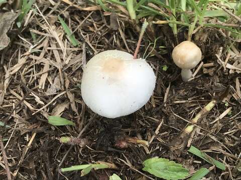 Image of Chlorophyllum hortense (Murrill) Vellinga 2002