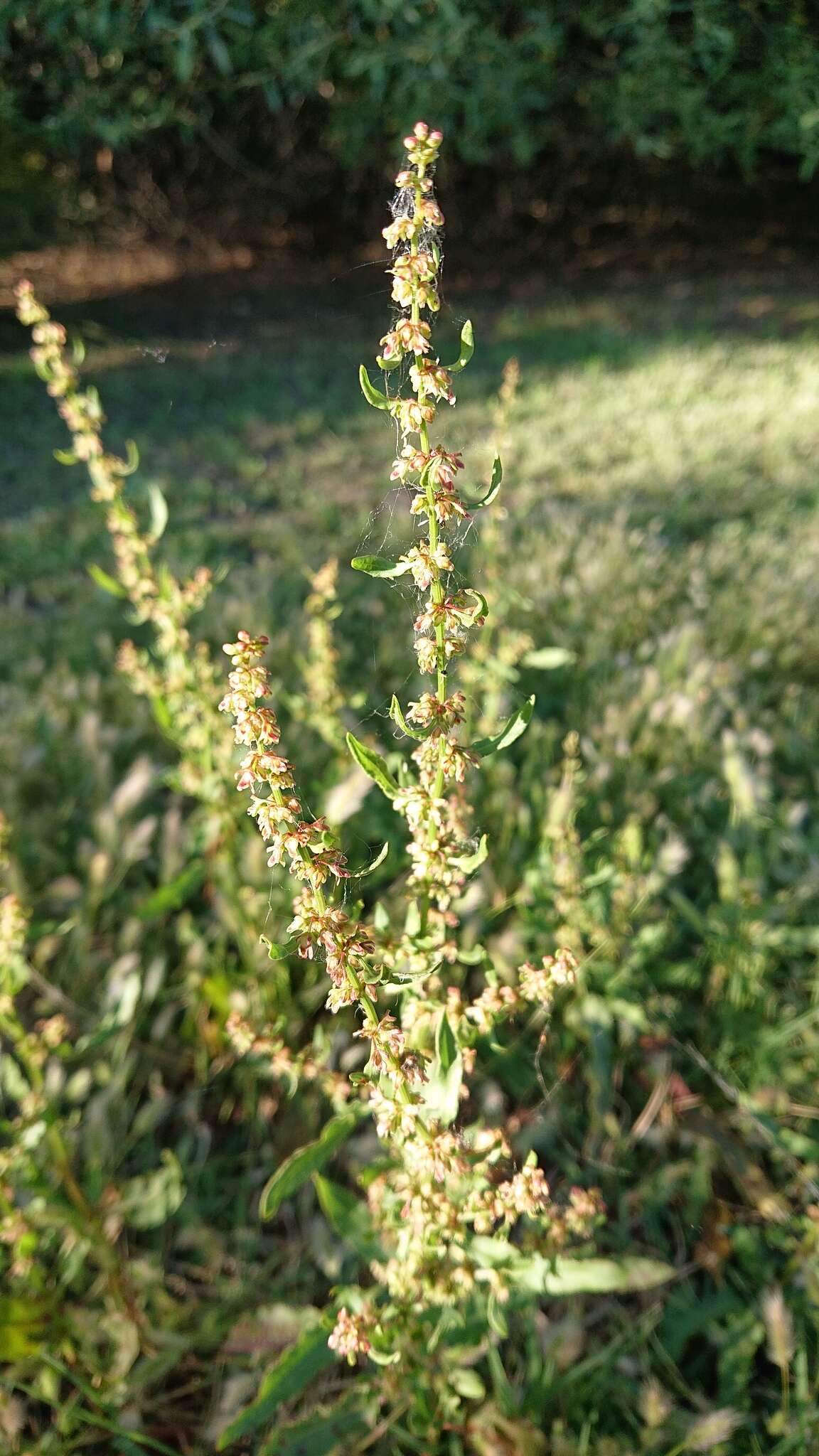 Rumex papillaris Boiss. & Reuter的圖片