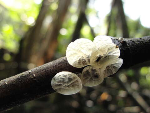 Image of Tetrapyrgos alba (Berk. & M. A. Curtis) E. Horak 1987