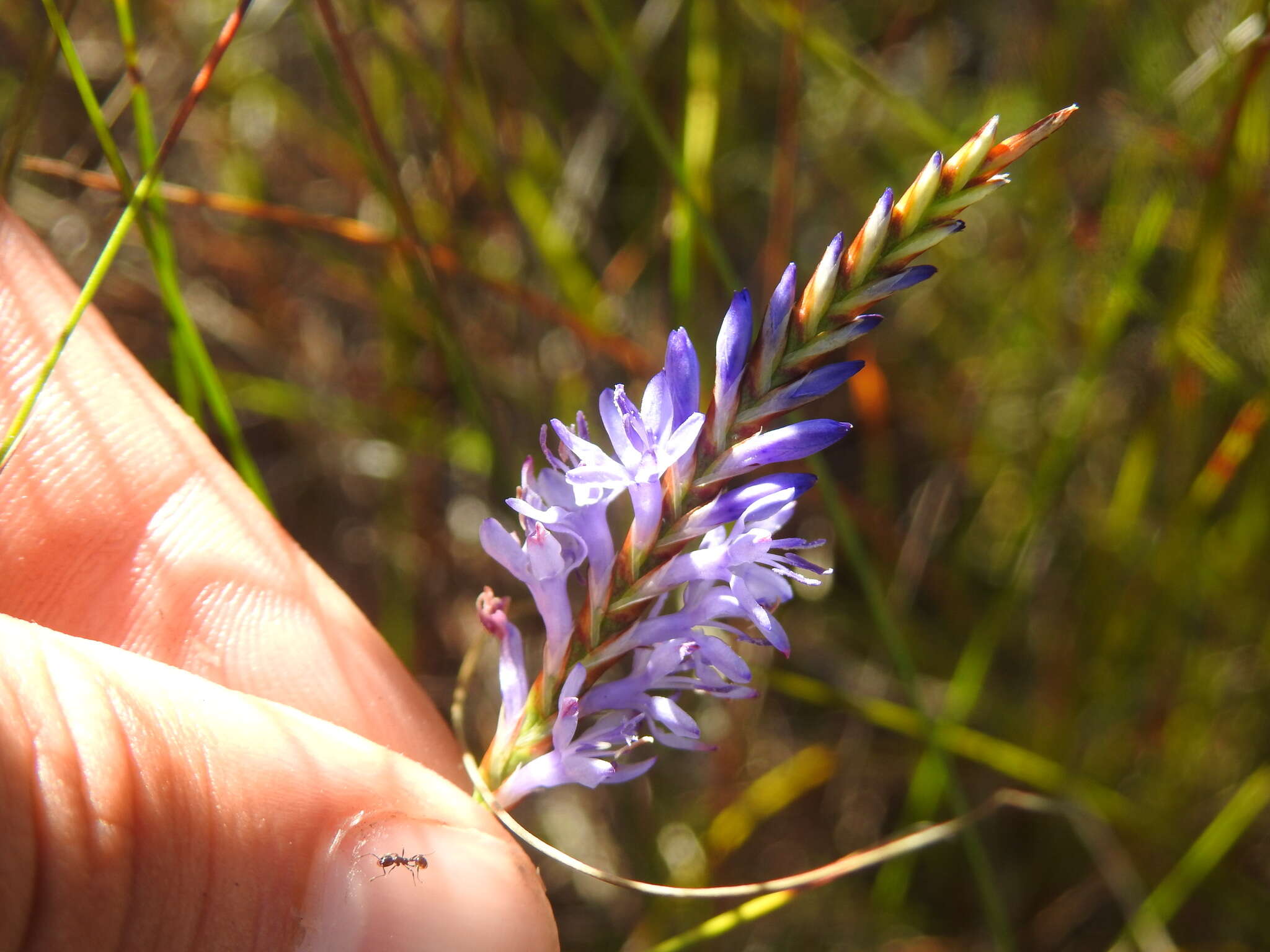 Image of Micranthus filifolius Goldblatt & J. C. Manning