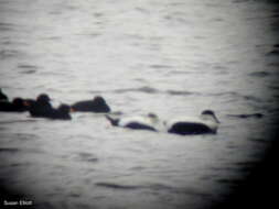 Image of Eider