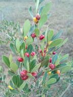 Image of Eugenia punicifolia (Kunth) DC.