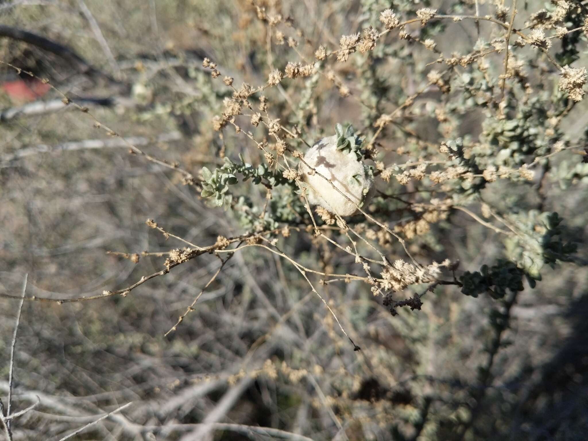 Image of Asphondylia floccosa Gagne 1986