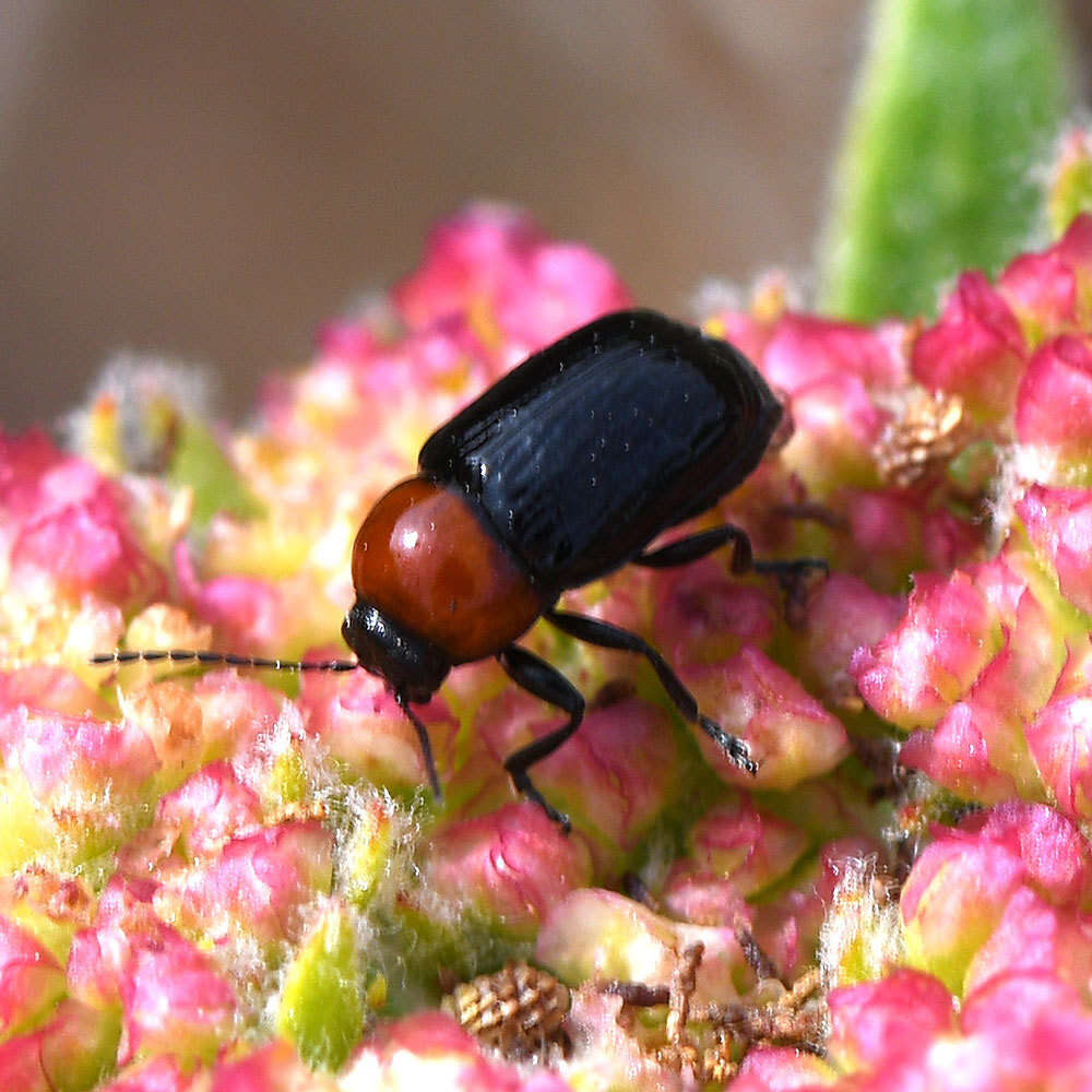 Image of Cryptocephalus sanguinicollis sanguinicollis Suffrian 1852