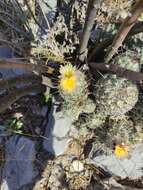 Image of Coryphantha durangensis subsp. durangensis