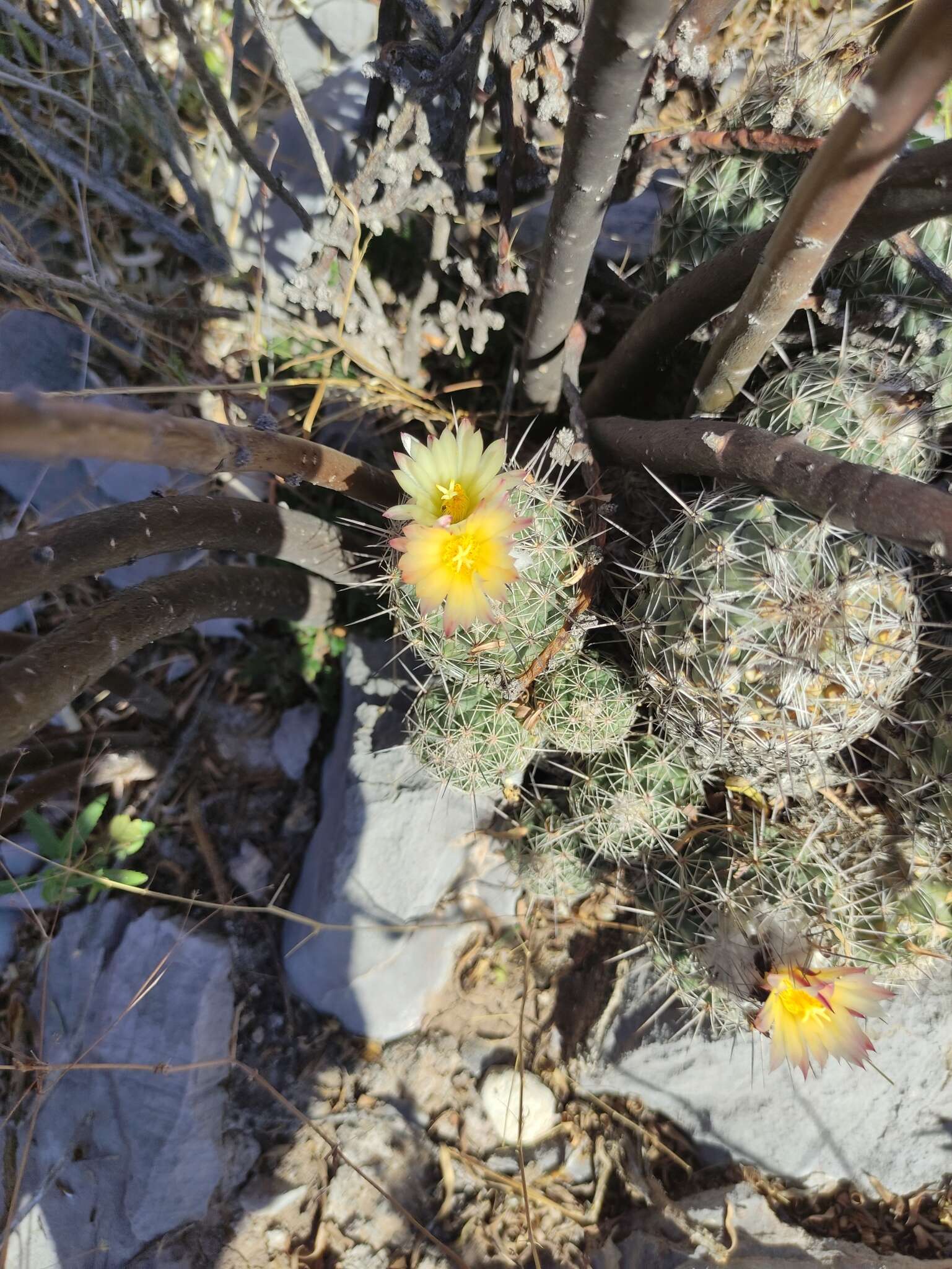 Image of Coryphantha durangensis subsp. durangensis