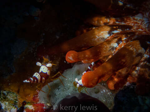 Image of blunt-tentacled anemone