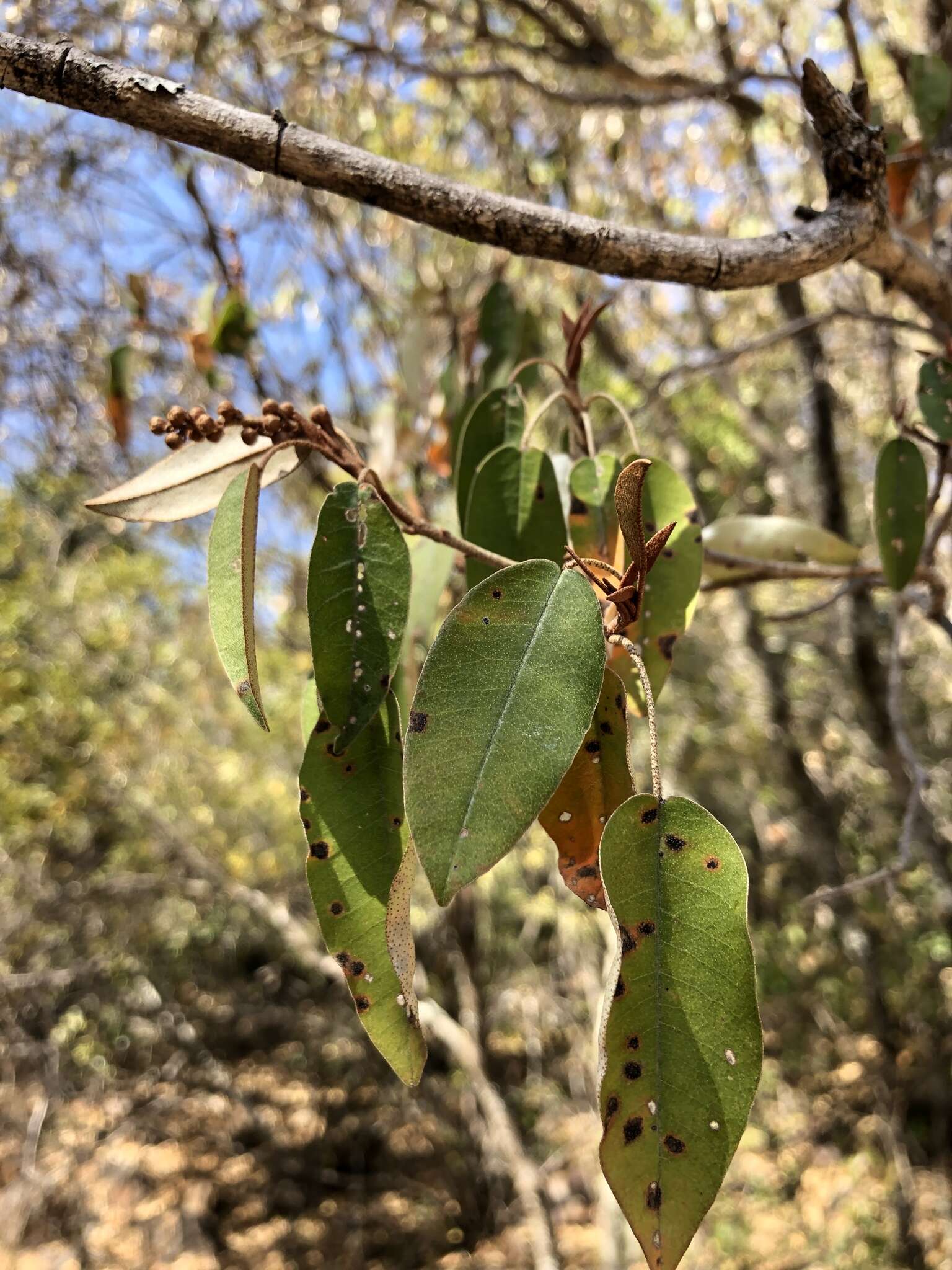 Sivun Croton gratissimus var. gratissimus kuva