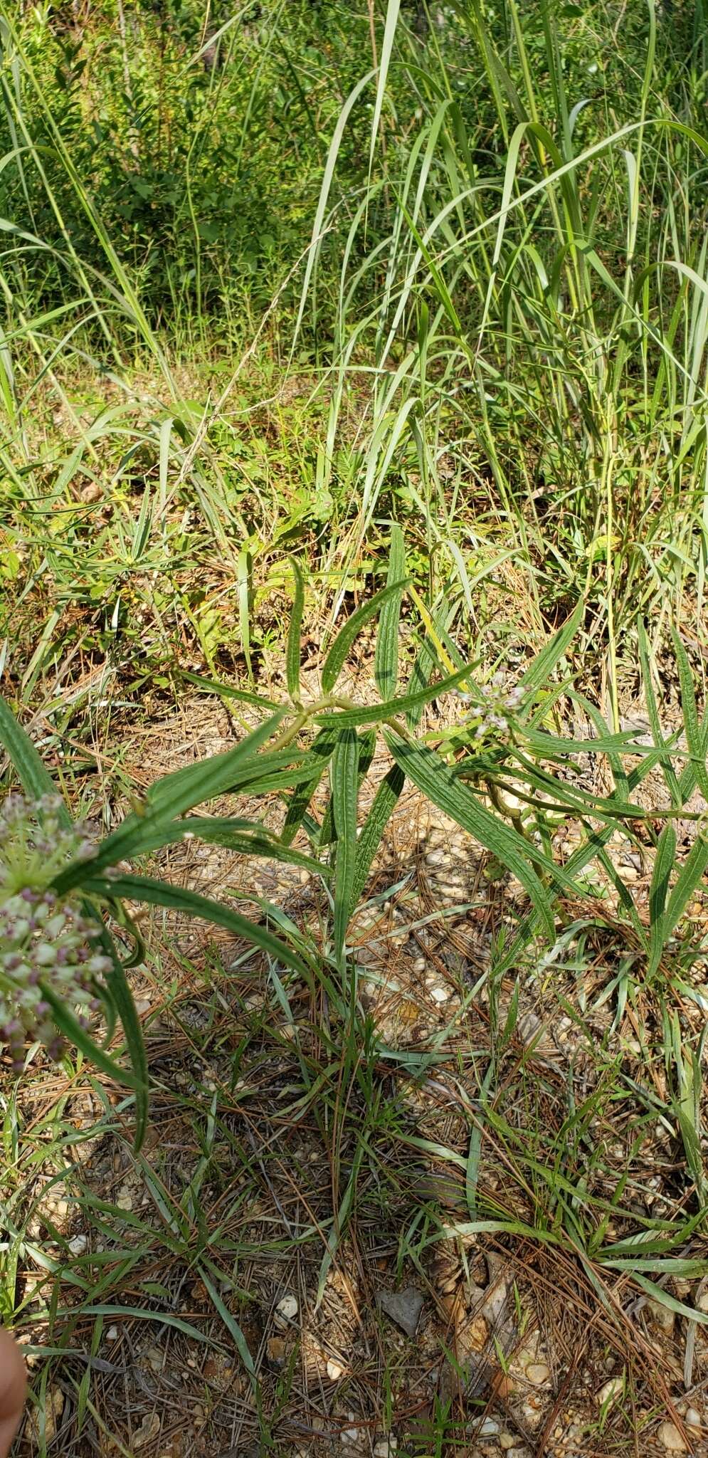 Image of longleaf milkweed