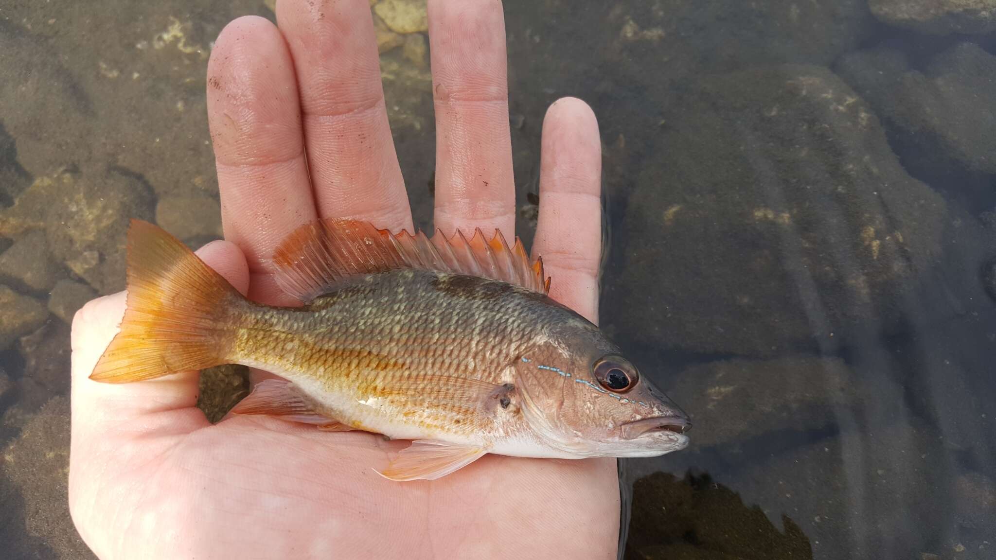 Image of Amarillo snapper