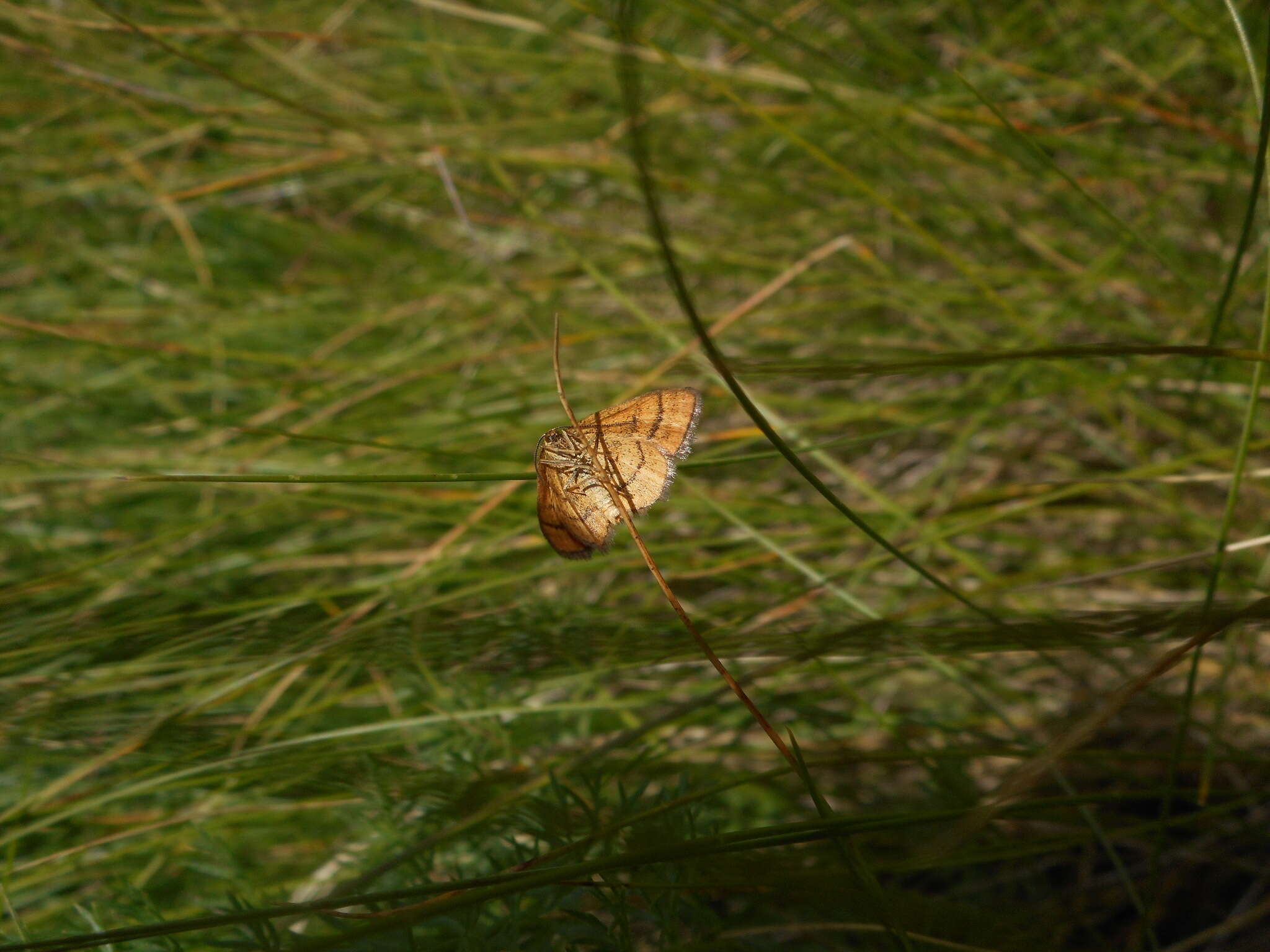 Image of Idaea flaveolaria