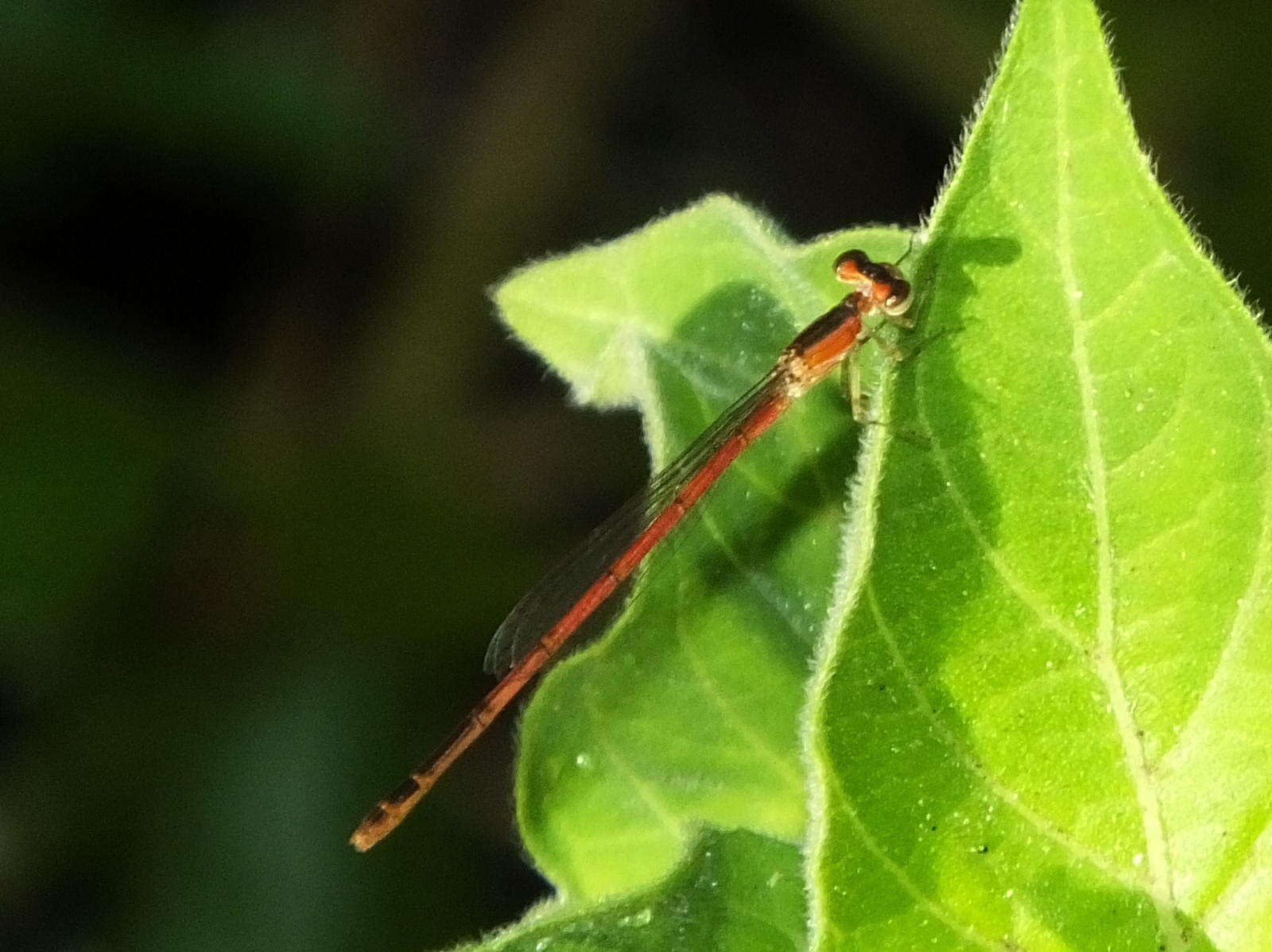 Image of <i>Agriocnemis <i>falcifera</i></i> falcifera