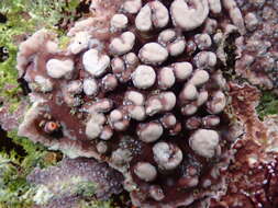 Image of Leptophytum ferox