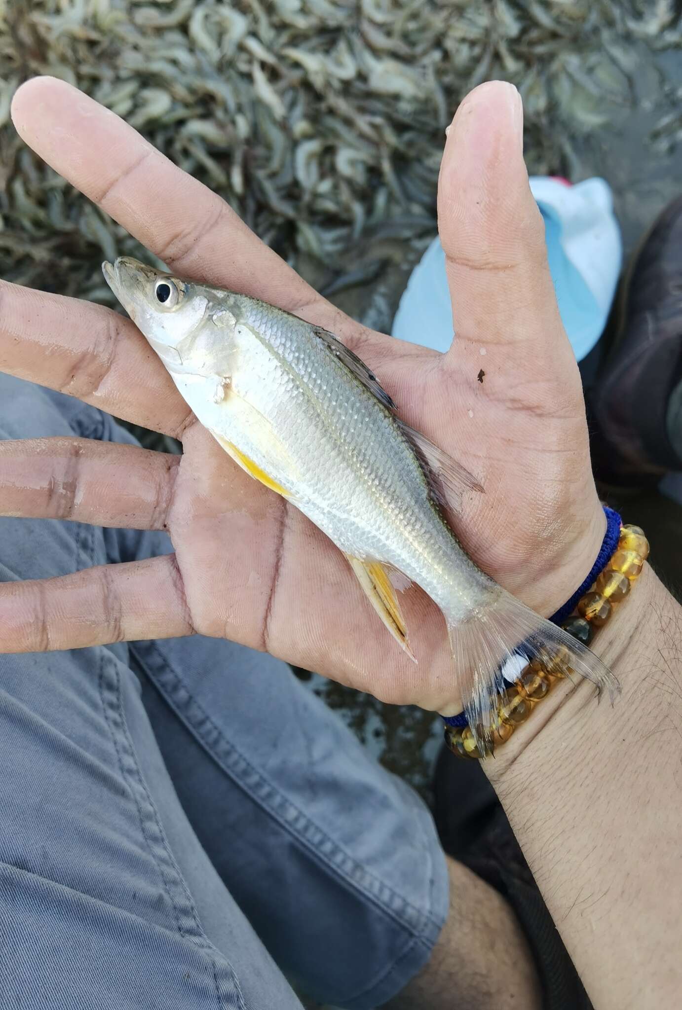 Image of Little snook
