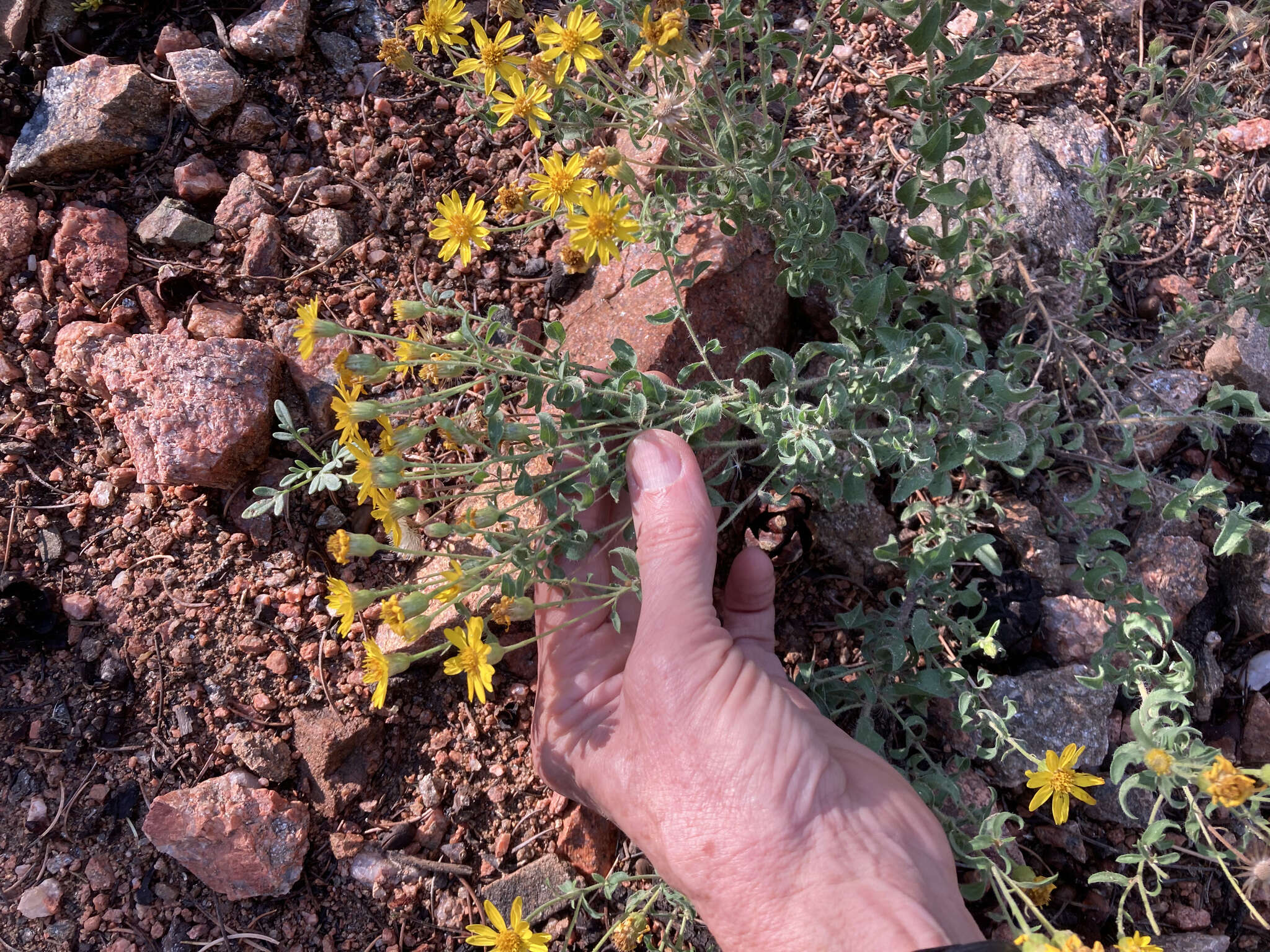 Image of <i>Heterotheca hirsutissima</i>