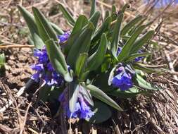 صورة Mertensia brevistyla S. Wats.