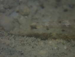 صورة Favonigobius gymnauchen (Bleeker 1860)