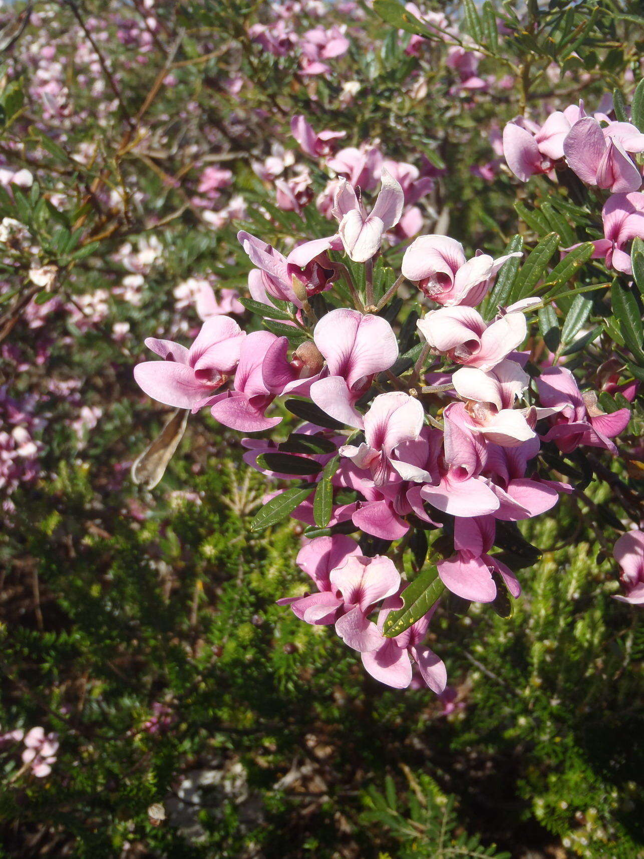 Image of Virgilia divaricata Adamson