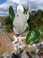 Image of Vitex betsiliensis Humbert