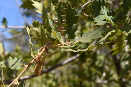 Quercus undulata Torr. resmi