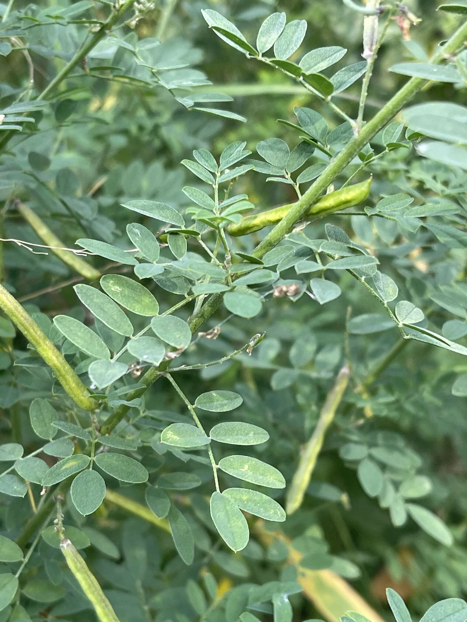 Image of Indigofera lupatana Baker fil.